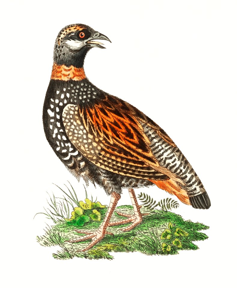Francolin Partridge illustration from The Naturalist's Miscellany (1789-1813) by George Shaw (1751-1813)
