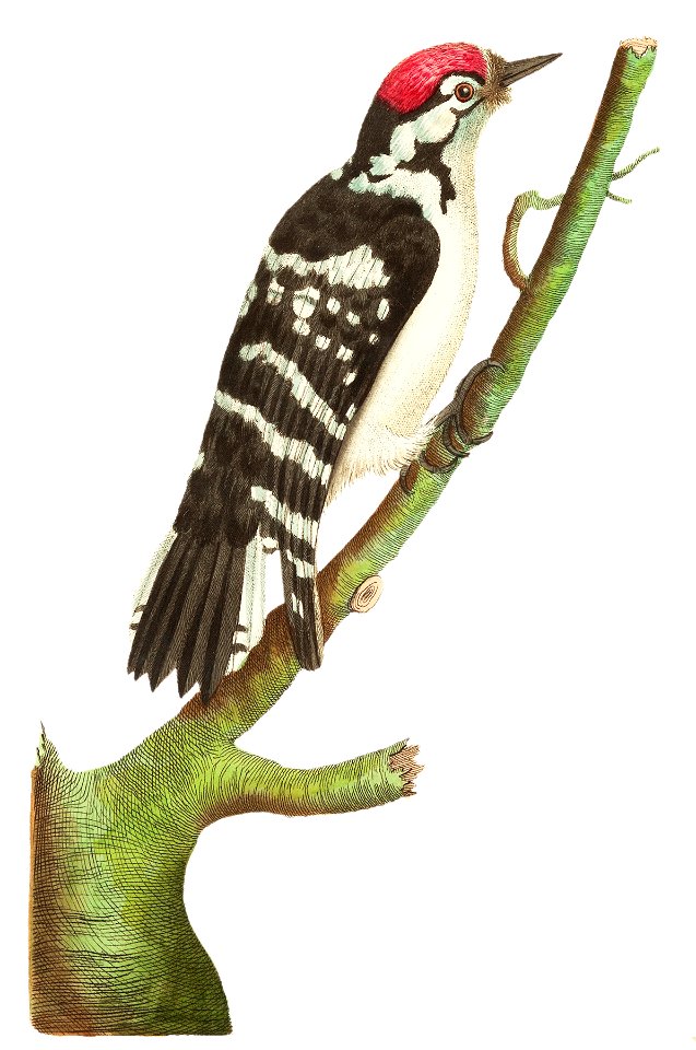 Lesser spotted woodpecker illustration from The Naturalist's Miscellany (1789-1813) by George Shaw (1751-1813)