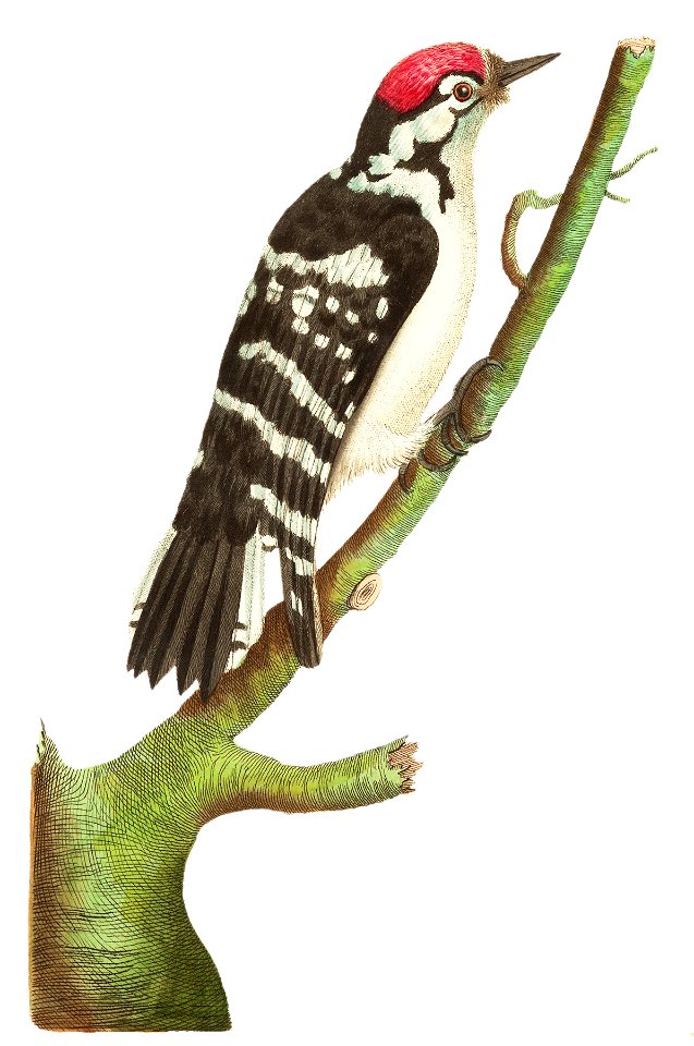 Lesser spotted woodpecker illustration from The Naturalist's Miscellany (1789-1813) by George Shaw (1751-1813). Free illustration for personal and commercial use.