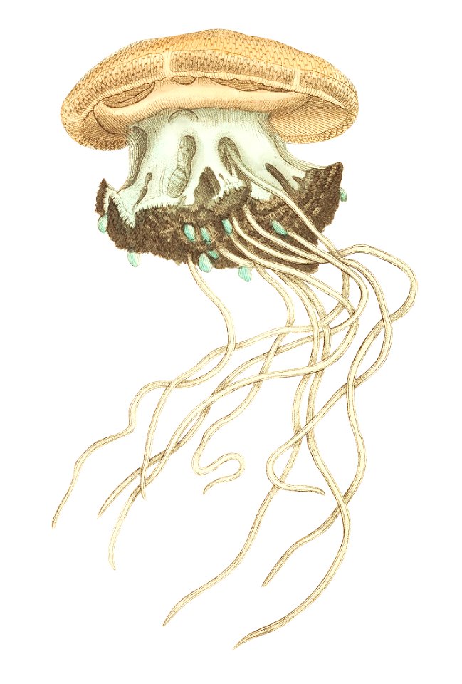 Crown Jellyfish (Cephean medusa) illustration from The Naturalist's Miscellany (1789-1813) by George Shaw (1751-1813)