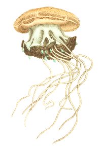 Crown Jellyfish (Cephean medusa) illustration from The Naturalist's Miscellany (1789-1813) by George Shaw (1751-1813). Free illustration for personal and commercial use.