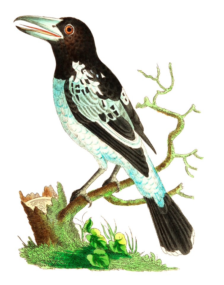 Pied Roller illustration from The Naturalist's Miscellany (1789-1813) by George Shaw (1751-1813)