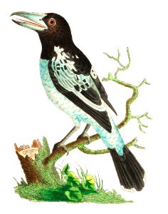 Pied Roller illustration from The Naturalist's Miscellany (1789-1813) by George Shaw (1751-1813). Free illustration for personal and commercial use.