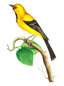 Lesser banana-bird illustration from The Naturalist's Miscellany (1789-1813) by George Shaw (1751-1813). Free illustration for personal and commercial use.