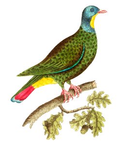 Black-capped Pigeon illustration from The Naturalist's Miscellany (1789-1813) by George Shaw (1751-1813). Free illustration for personal and commercial use.