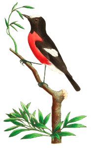 Red-bellied Flycatcher illustration from The Naturalist's Miscellany (1789-1813) by George Shaw (1751-1813). Free illustration for personal and commercial use.