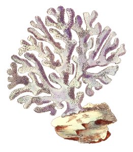 Violaceous Millipore coral illustration from The Naturalist's Miscellany (1789-1813) by George Shaw (1751-1813).. Free illustration for personal and commercial use.