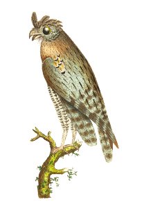Least horned owl illustration from The Naturalist's Miscellany (1789-1813) by George Shaw (1751-1813)