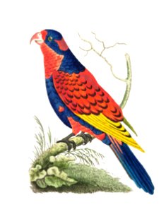 Indian lory illustration from The Naturalist's Miscellany (1789-1813) by George Shaw (1751-1813). Free illustration for personal and commercial use.