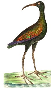 Brazilian Curlew or Guarauna illustration from The Naturalist's Miscellany (1789-1813) by George Shaw (1751-1813)