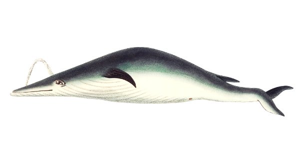Under-jawed Mysticete or Round-lipped Whale illustration from The Naturalist's Miscellany (1789-1813) by George Shaw (1751-1813)