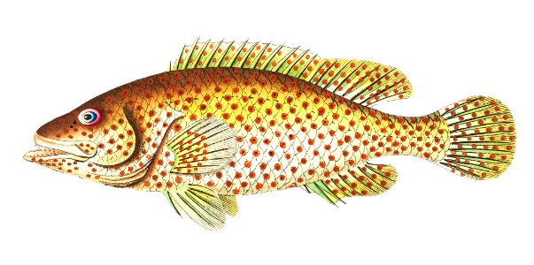 Red-spotted perch or Yellowish-white perch illustration from The Naturalist's Miscellany (1789-1813) by George Shaw (1751-1813). Free illustration for personal and commercial use.