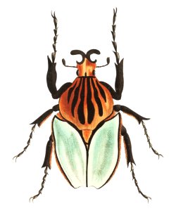 Cacique Beetle illustration from The Naturalist's Miscellany (1789-1813) by George Shaw (1751-1813)