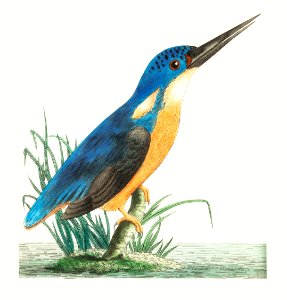 Tridigitated kingfisher or Deep-blue kingfisher illustration from The Naturalist's Miscellany (1789-1813) by George Shaw (1751-1813). Free illustration for personal and commercial use.