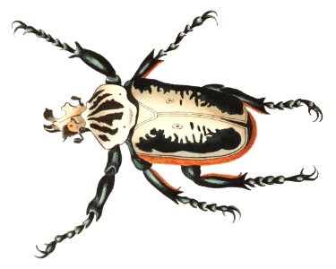 Goliath Beetle or Fork-headed Beetle illustration from The Naturalist's Miscellany (1789-1813) by George Shaw (1751-1813)