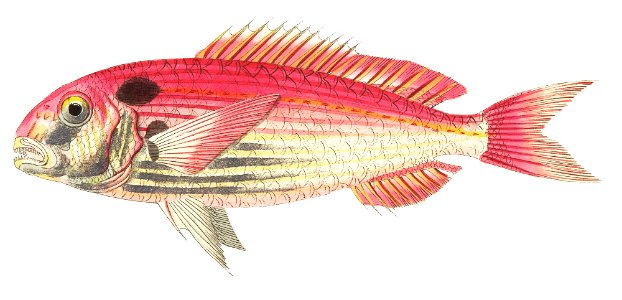 Pagre Sparus or Red Gilthead illustration from The Naturalist's Miscellany (1789-1813) by George Shaw (1751-1813)