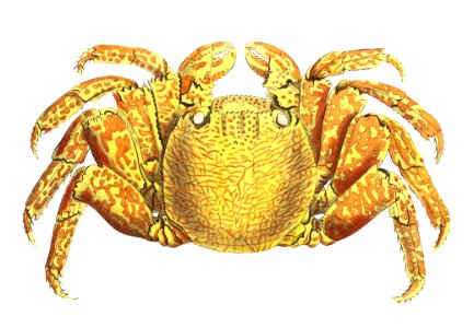 Varigated crab illustration from The Naturalist's Miscellany (1789-1813) by George Shaw (1751-1813).. Free illustration for personal and commercial use.