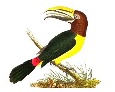 Green Toucan illustration from The Naturalist's Miscellany (1789-1813) by George Shaw (1751-1813)