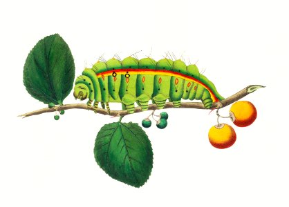 South India small tussore caterpillar (Antheraea paphia) illustration from The Naturalist's Miscellany (1789-1813) by George Shaw (1751-1813)