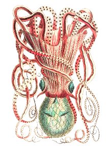 Granulated Cuttle illustration from The Naturalist's Miscellany (1789-1813) by George Shaw (1751-1813). Free illustration for personal and commercial use.