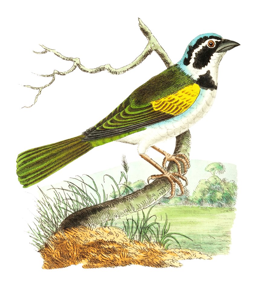 Silent Tanager illustration from The Naturalist's Miscellany (1789-1813) by George Shaw (1751-1813). Free illustration for personal and commercial use.