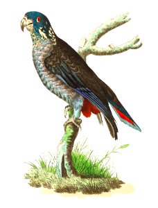 Dusky Parrot or Blackish Parrot illustration from The Naturalist's Miscellany (1789-1813) by George Shaw (1751-1813). Free illustration for personal and commercial use.