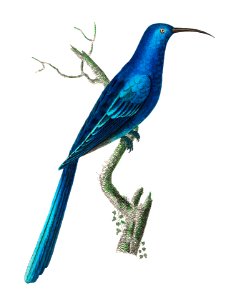 Blue Promerops illustration from The Naturalist's Miscellany (1789-1813) by George Shaw (1751-1813). Free illustration for personal and commercial use.