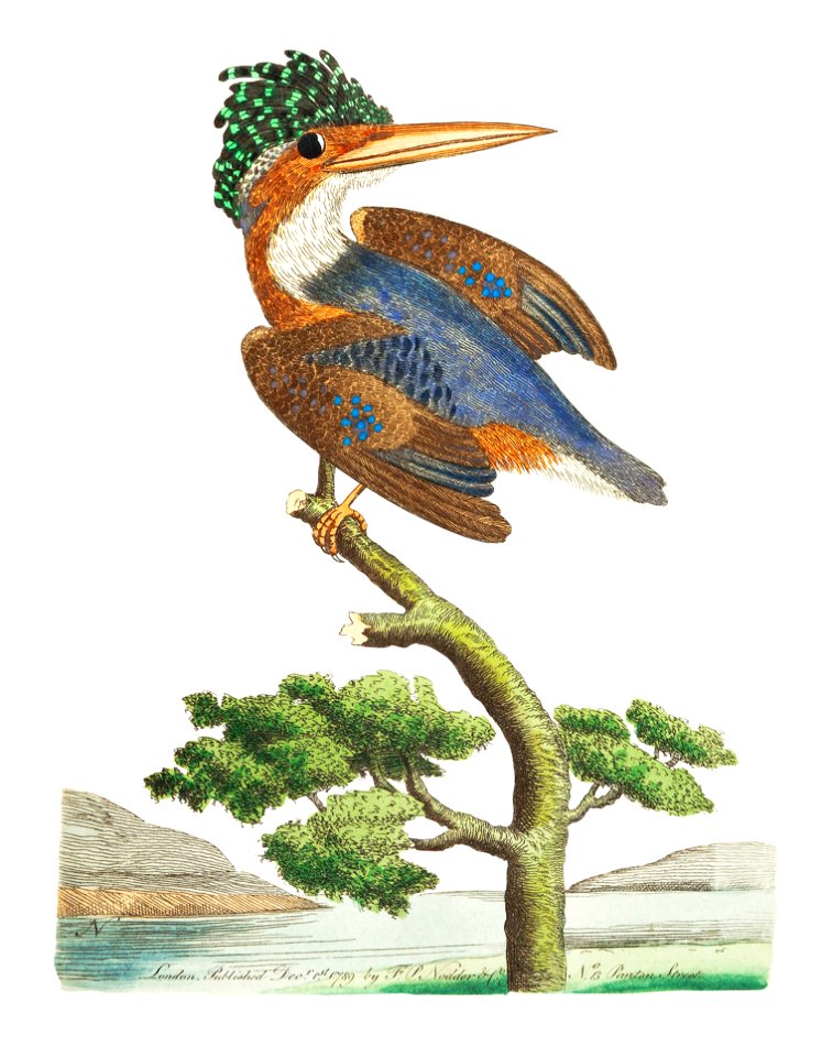Crested Kingfisher illustration from The Naturalist's Miscellany (1789-1813) by George Shaw (1751-1813)