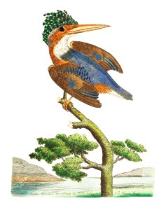 Crested Kingfisher illustration from The Naturalist's Miscellany (1789-1813) by George Shaw (1751-1813). Free illustration for personal and commercial use.