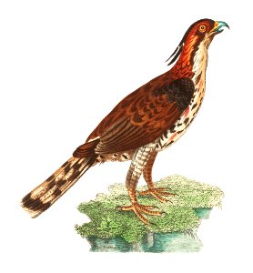 Illustration of rare falcon from The Naturalist's Miscellany (1789-1813) by George Shaw (1751-1813). Free illustration for personal and commercial use.