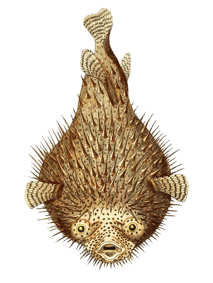 Porcupine Diodon illustration from The Naturalist's Miscellany (1789-1813) by George Shaw (1751-1813)