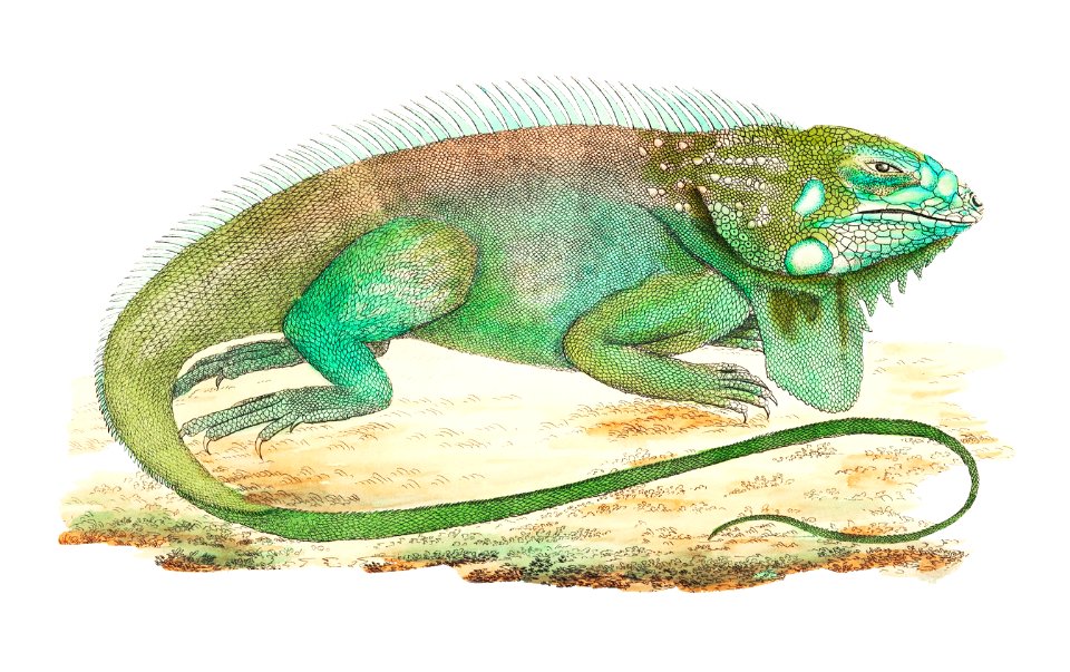 Iguana or guana illustration from The Naturalist's Miscellany (1789-1813) by George Shaw (1751-1813). Free illustration for personal and commercial use.