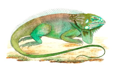 Iguana or guana illustration from The Naturalist's Miscellany (1789-1813) by George Shaw (1751-1813)