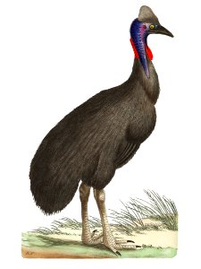 Galeated Cassowary or Black Cassowary or Emu illustration from The Naturalist's Miscellany (1789-1813) by George Shaw (1751-1813). Free illustration for personal and commercial use.