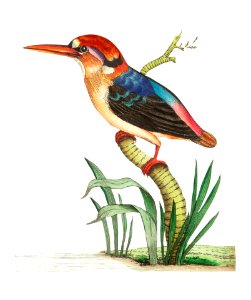 Red-headed Kingfisher or Short-tailed Kingfisher illustration from The Naturalist's Miscellany (1789-1813) by George Shaw (1751-1813). Free illustration for personal and commercial use.