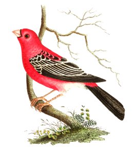 Greater Bulfinch or Rose-red Grosbeak illustration from The Naturalist's Miscellany (1789-1813) by George Shaw (1751-1813)