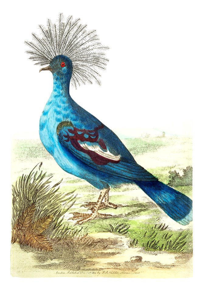 Crowned pigeon or Blue-grey pigeon illustration from The Naturalist's Miscellany (1789-1813) by George Shaw (1751-1813). Free illustration for personal and commercial use.