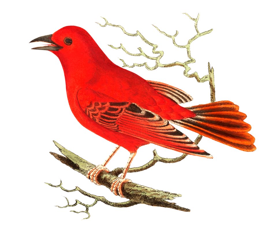 Mississippi Tanager illustration from The Naturalist's Miscellany (1789-1813) by George Shaw (1751-1813). Free illustration for personal and commercial use.