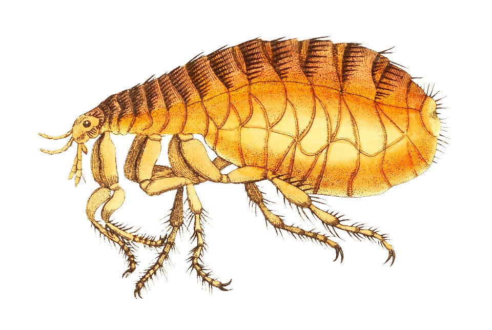 Flea illustration from The Naturalist's Miscellany (1789-1813) by George Shaw (1751-1813).