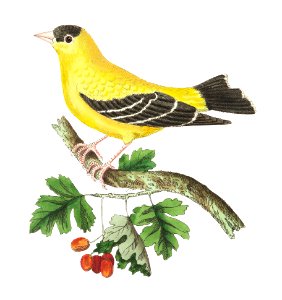 Golden Finch illustration from The Naturalist's Miscellany (1789-1813) by George Shaw (1751-1813). Free illustration for personal and commercial use.