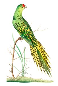 Ground parrot illustration from The Naturalist's Miscellany (1789-1813) by George Shaw (1751-1813)