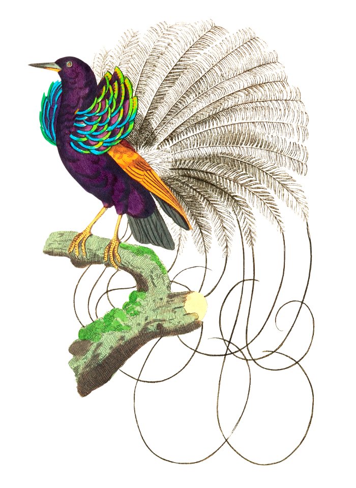 Vaillantian Paradise-bird or Violet-black Bird of Paradise illustration from The Naturalist's Miscellany (1789-1813) by George Shaw (1751-1813)