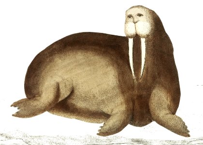 Arctic walrus or sea-horfe illustration from The Naturalist's Miscellany (1789-1813) by George Shaw (1751-1813).. Free illustration for personal and commercial use.