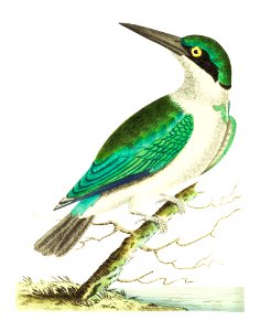 Green-headed kingfisher illustration from The Naturalist's Miscellany (1789-1813) by George Shaw (1751-1813). Free illustration for personal and commercial use.