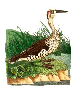 Fasciated duck illustration from The Naturalist's Miscellany (1789-1813) by George Shaw (1751-1813). Free illustration for personal and commercial use.