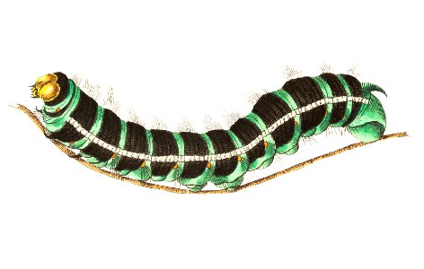 Thysania agrippina caterpillar illustration from The Naturalist's Miscellany (1789-1813) by George Shaw (1751-1813). Free illustration for personal and commercial use.