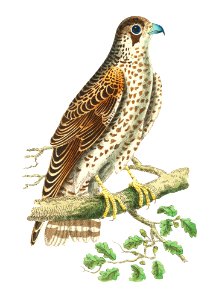 Falcon or Brown Falcon illustration from The Naturalist's Miscellany (1789-1813) by George Shaw (1751-1813)