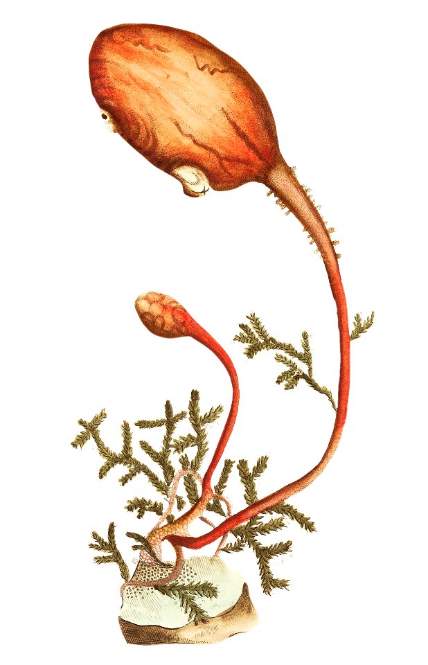 Clavate ascidia illustration from The Naturalist's Miscellany (1789-1813) by George Shaw (1751-1813).