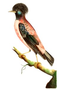 Rose-coloured ouzel illustration from The Naturalist's Miscellany (1789-1813) by George Shaw (1751-1813). Free illustration for personal and commercial use.