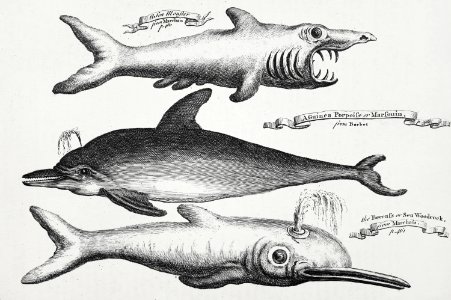 Vintage Illustration of fishes published in 1745-1747 by Thomas Astley.. Free illustration for personal and commercial use.